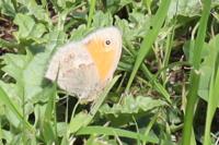 Coenonympha pamphilus
