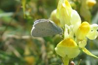 Celastrina argiolus