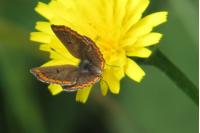 Aricia agestis