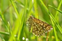 Chiasmia clathrata