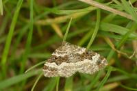 Epirrhoe alternata