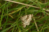 Epirrhoe alternata