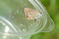 Aricia agestis