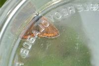 Aricia agestis
