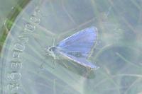 Polyommatus icarus