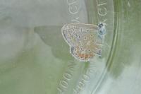 Polyommatus icarus