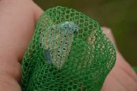 Polyommatus icarus