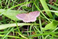 Scopula rubiginata