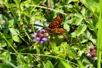 Boloria dia