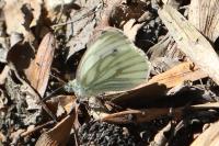 Pieris napi