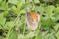 Coenonympha pamphilus