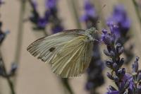 Pieris brassicae