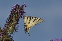 Iphiclides podalirius