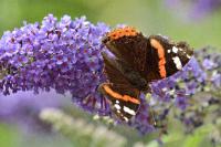Vanessa atalanta