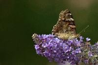 Vanessa atalanta