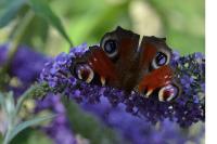 Aglais io