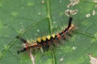 Orgyia antiqua