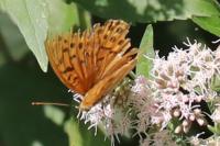 Argynnis paphia