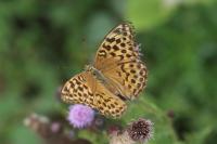 Argynnis paphia