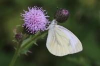 Pieris napi