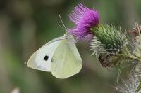 Pieris brassicae