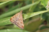 Pyrausta despicata