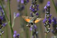 Macroglossum stellatarum