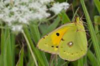 Colias crocea