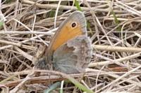 Coenonympha pamphilus