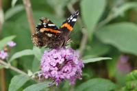 Vanessa atalanta