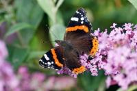Vanessa atalanta