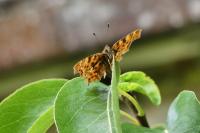 Polygonia c-album