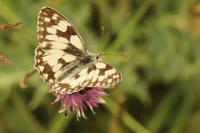 Melanargia galathea