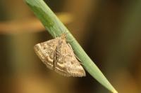 Pyrausta despicata