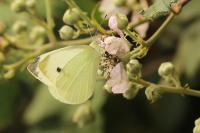 Pieris rapae