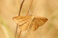 Idaea ochrata