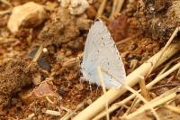 Celastrina argiolus