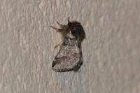 Thaumetopoea processionea