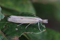 Agriphila inquinatella