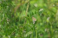 Aricia agestis