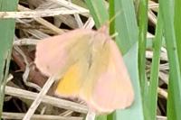 Lythria purpuraria