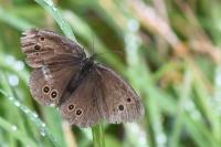 Aphantopus hyperantus