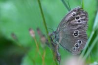 Aphantopus hyperantus