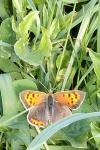 Lycaena phlaeas