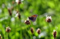 Coenonympha pamphilus