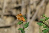 Polygonia c-album