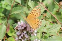 Argynnis paphia