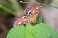 Pyrausta purpuralis