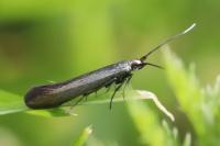 Coleophora