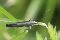 Coleophora